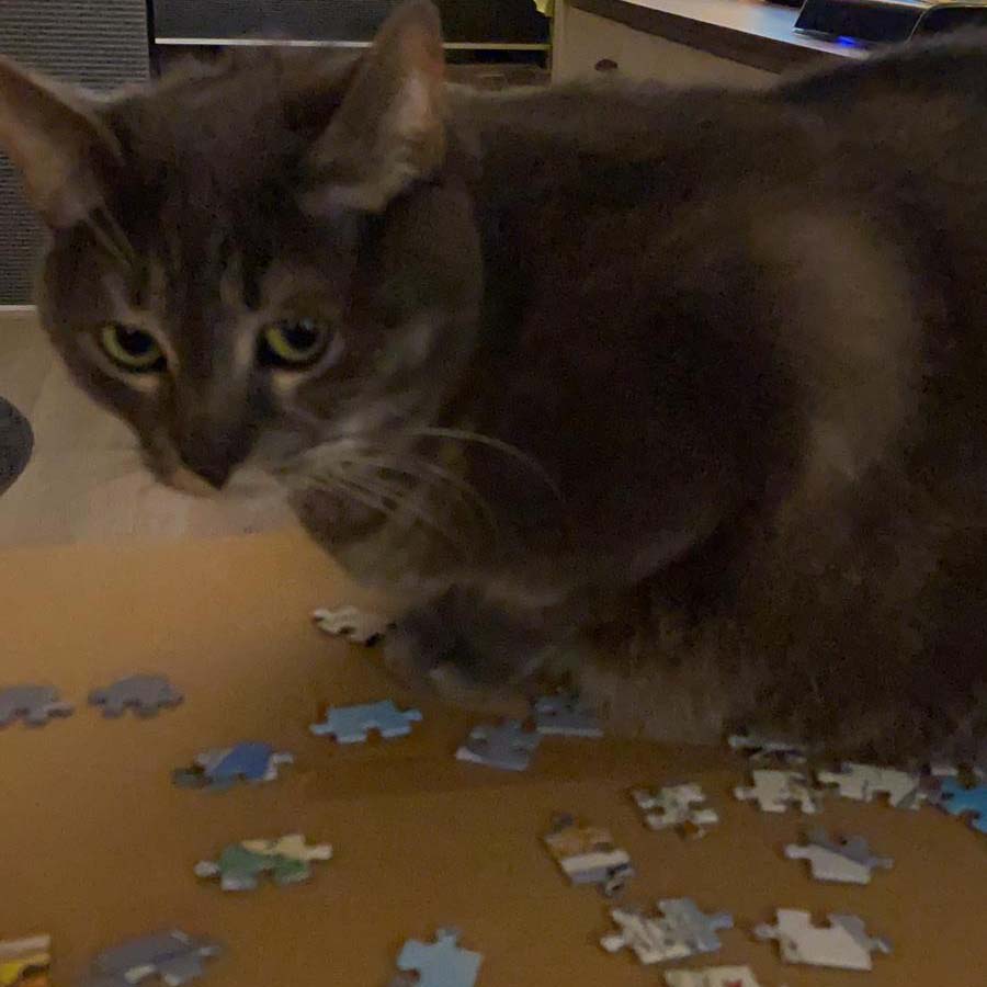 Kat op Legpuzzel